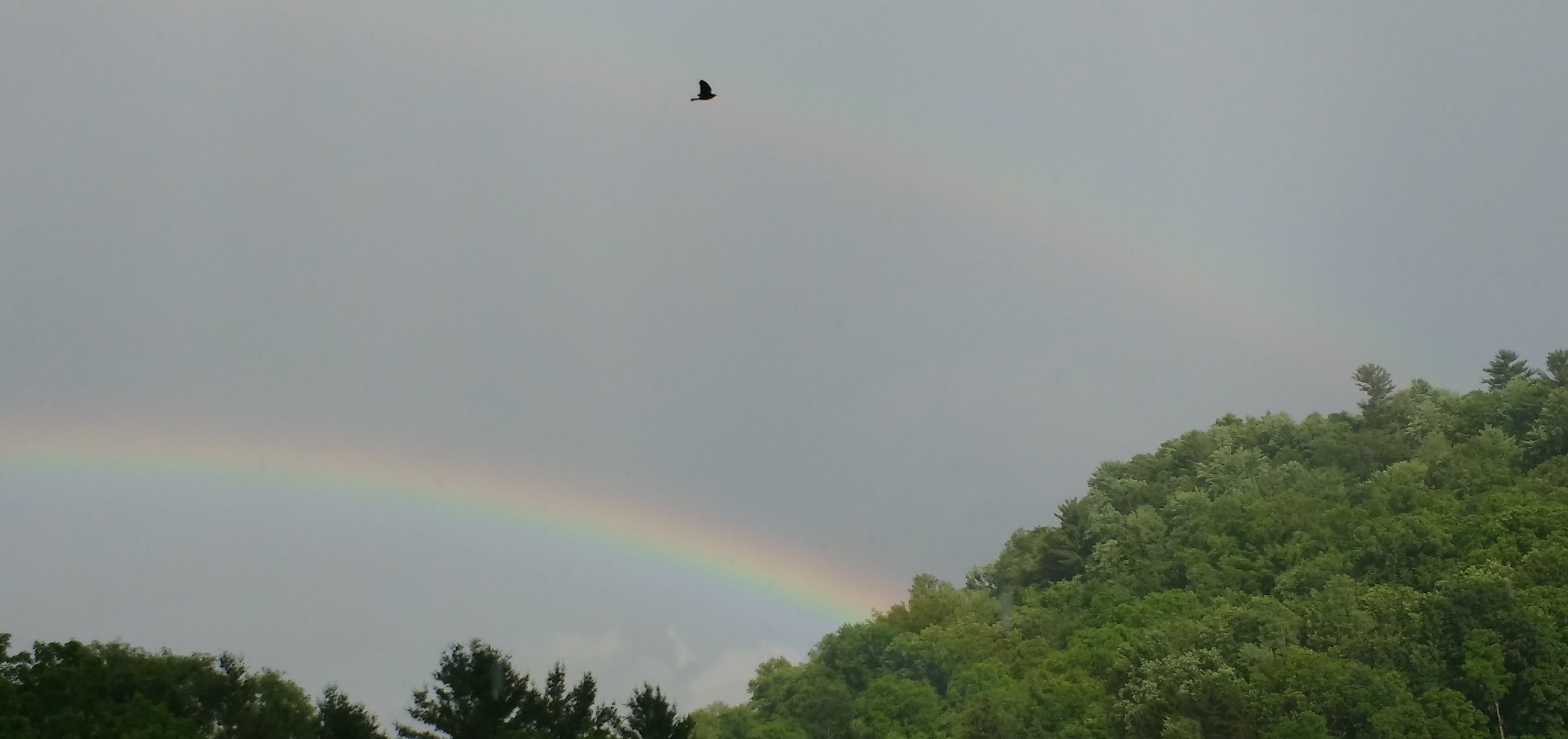 Hill, rainbow, eagle